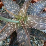 Aloe rebmannii P1180150.JPG